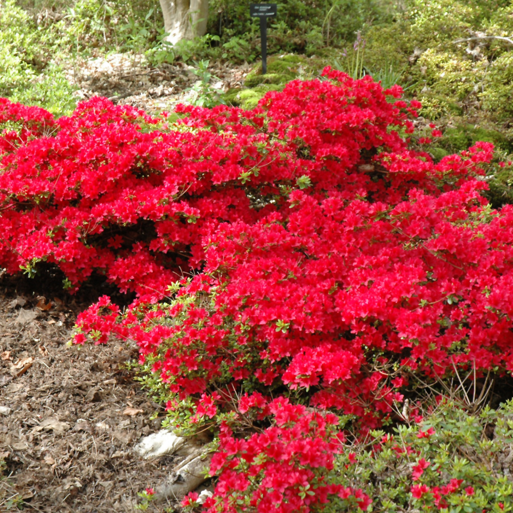 Azalea – Hino Crimson – #3 Container